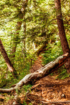 Tree in forest. A magnificent path in the Bucegi mountains