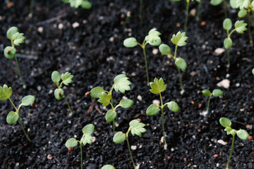 Strawberry seedlings in black fertile soil. Top view. Close-up. Background. Texture.