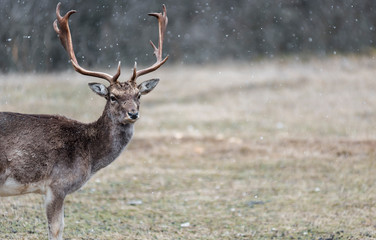 deer and roe deer in the pasture