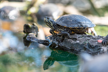 Obraz premium Turtles sunbathing in the park