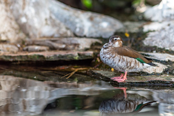 Duck sunbathing in the park