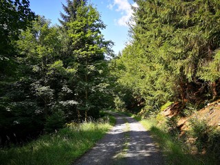 A rocky path in the forest, turning to the left, lined with tall trees