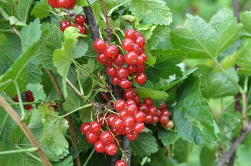 On the bush berries are ripe redcurrant