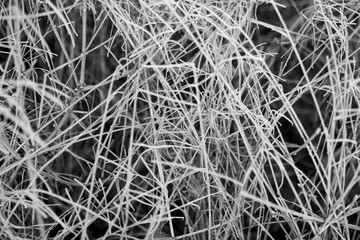 plant element in winter with frost. close-up of plant.