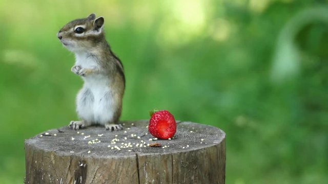 squirrel (chipmunk) stands on a stump with strawberries