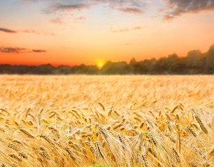 Field barley in period harvest on background sunset evening