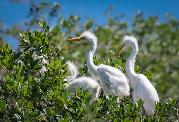 Great white egret chicks closeup in rookery in St Augustine Florida.