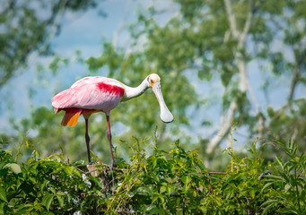 Roseate Spoonbill standing on nest in rookery in St. Augustine Florida.
