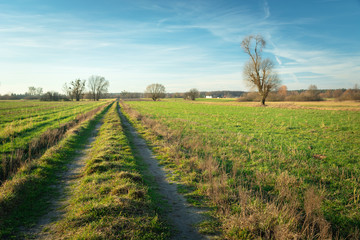 Fototapeta na wymiar Country road through green fields, trees and blue sky