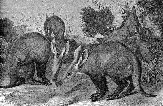 Wild landscape with a herd of aardvarks, nocturnal mammal native to Africa with a pig-like snout