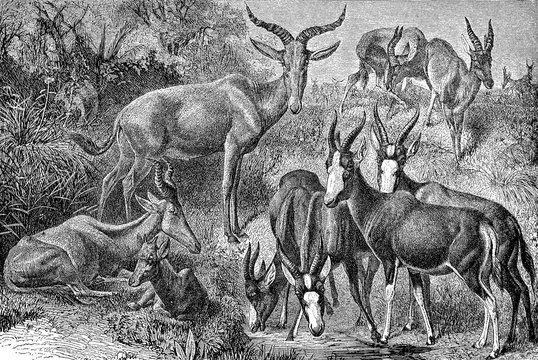 Wild landscape with a herd of African alcelaphuses with twisted and spiral horns