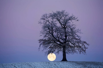 Baum mit Mond