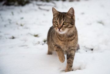 Cat in the snow on a winter walk. The cat shows its tongue. Beautiful red cat on the background of a snowy winter. Winter portrait of a red cat in the snow in the open air.