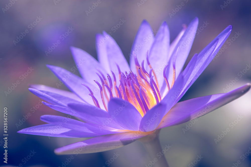 Wall mural purple water lily flower blooming in the pond.