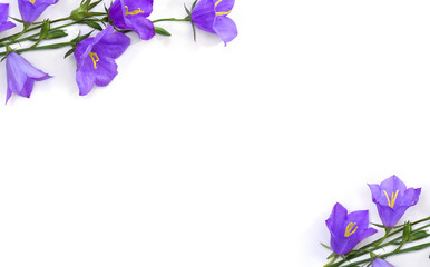 Obraz na płótnie Canvas Frame of violet blue flowers bell Campanula persicifolia ( peach-leaved bellflower ) on a white background with space for text. Top view, flat lay