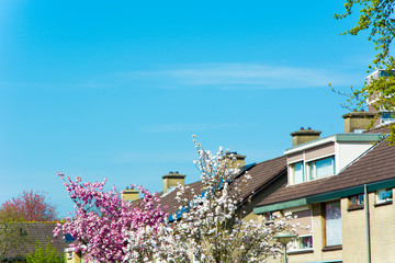 Kolorowe drzewa przed domami © Heroc