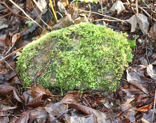 green moss on a stone