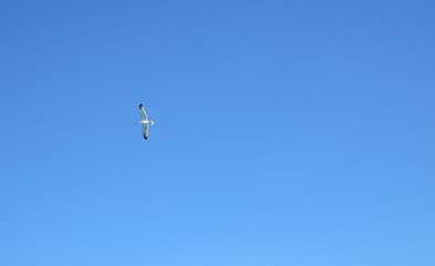 a seagull flyng on clear blue sky