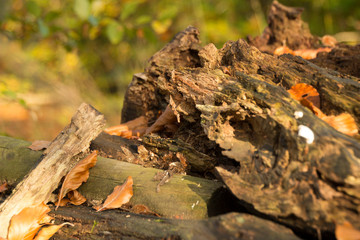 Beautiful autumn pictures, leaves and trees have yellow and brown colors.