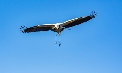 Wood Stork flying above rookery in St. Augustine Florida.