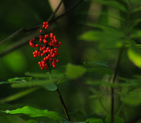 Red berries