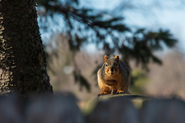 015-squirrel-ankeny-04mar20-12x08-008-400-5732