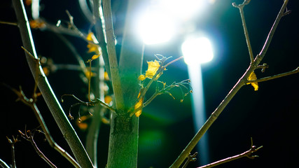 Nature in Commerce 2