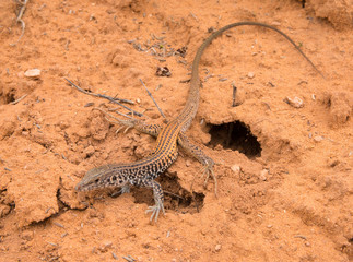 Desert Life, stock photo. Lizard in Canyonlands National Park, Utah.