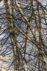 Konary drzew odbijające się w kałuży, zatopione liście w wodzie © Tomek