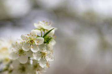 Fototapeta premium Allphotokz Blooming Trees 20190405 6629 A7M3