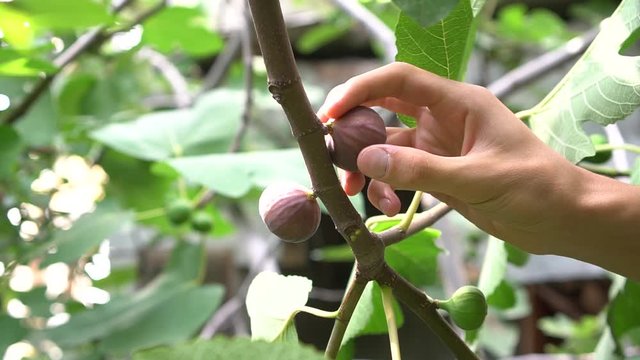 Farmer picks a ripe fig fruit from a tree. Fig garden in the Mediterranean. Ficus carica. Purple fresh fig fruit