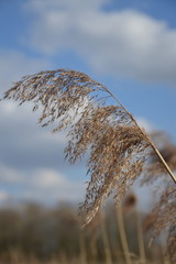 Zbliżenie na żółte dzikie trawy. © Tomek