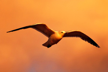 Möwe im Abendlicht