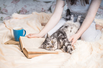 Cozy home atmosphere with british cat lying on the book. Weekend at home concept with book and tea. Text in the book is not recognizable.