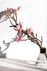 Blooming magnolia branch in a vase on the white sunny background. Floral Spring concept composition.