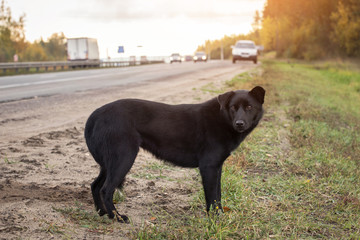 Sad Lonely black Dog wait on the road, highway