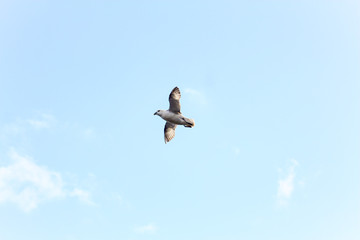 Gulls or seagulls are seabirds of the family Laridae in the suborder Lari. They are typically...