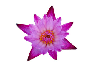pink waterlily isolated on white background with clipping mask or selection path