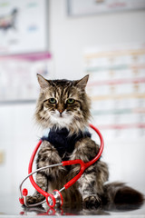 An adult gray cat sits on a table at a consultation with a veterinarian. A stethoscope on a cat’s neck