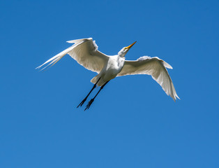 Great White Egret flying over Orlando Wetlands in Florida.