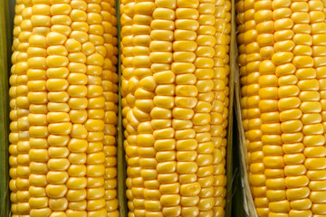 Cropped macro shot of ripe uncooked corncobs. Yellow corn cob seeds pattern. Clean eating habits concept. Background, top view, close up, flat lay, copy space.