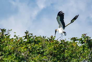 Woodstork in nesting colony in St Augustine Florida.