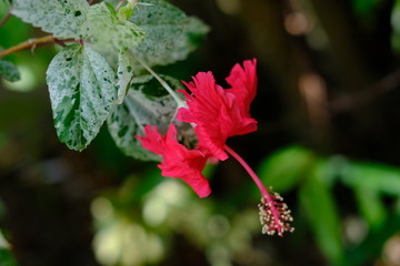Red Hibiscus flower bloom on a green background