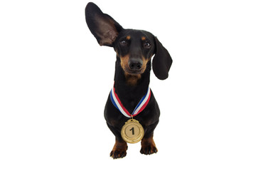 winner dog pet with gold medal looking at camera and attentive face expression.  isolated on white...