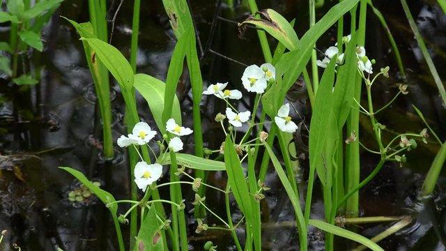 Colony of white aquatic flowers (Sagittaria graminea, or Grassy Arrowhead ) at the Honey Island Wetland. Louisiana, USA