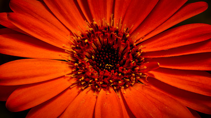 Blume,Pflanze,Macro,Natur,schönheit