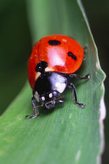 Fototapeta premium A closeup macro picture of a red ladybug sitting on a green leaf.