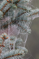 Spider web full of water drops on a tree in a morning after mist.