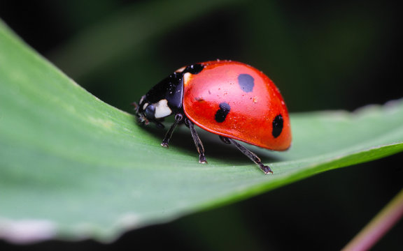 A closeup macro picture of a red ladybug sitting on a green leaf.