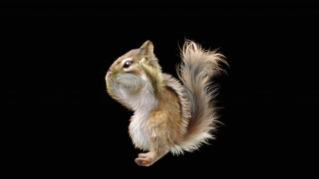 Chipmunk CG fur 3d rendering animal realistic composition, 3d mapping, cartoon, Animation Loop, With Alpha Channel